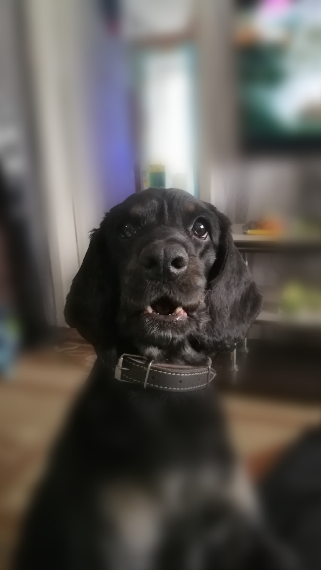 Моя собака Челси! | HONOR CLUB (RU)