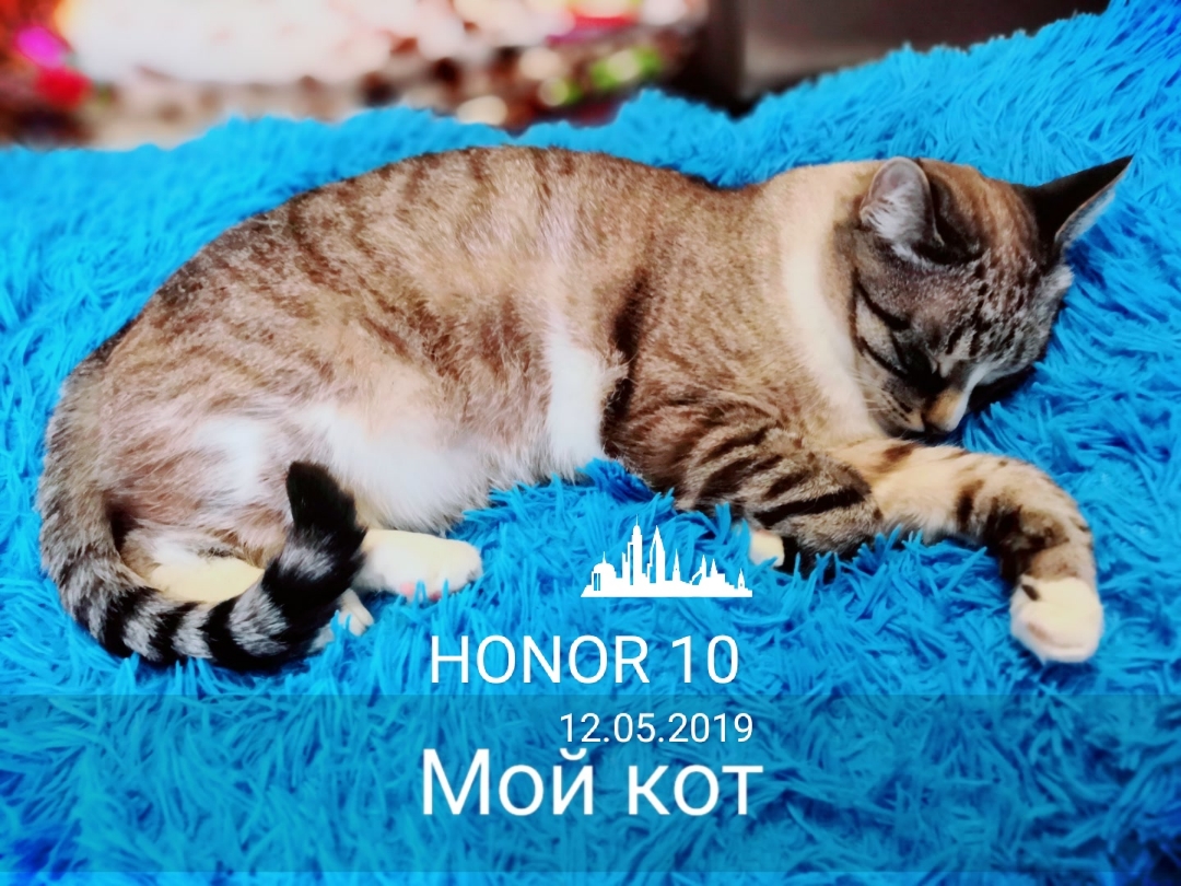 Котик мой любимый. {котик} | HONOR CLUB (RU)