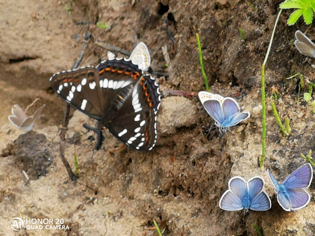 цветы абстракция. аватарка бабочка. хонор бабочка. бабочка в честь набокова. разноцветные бабочки.
