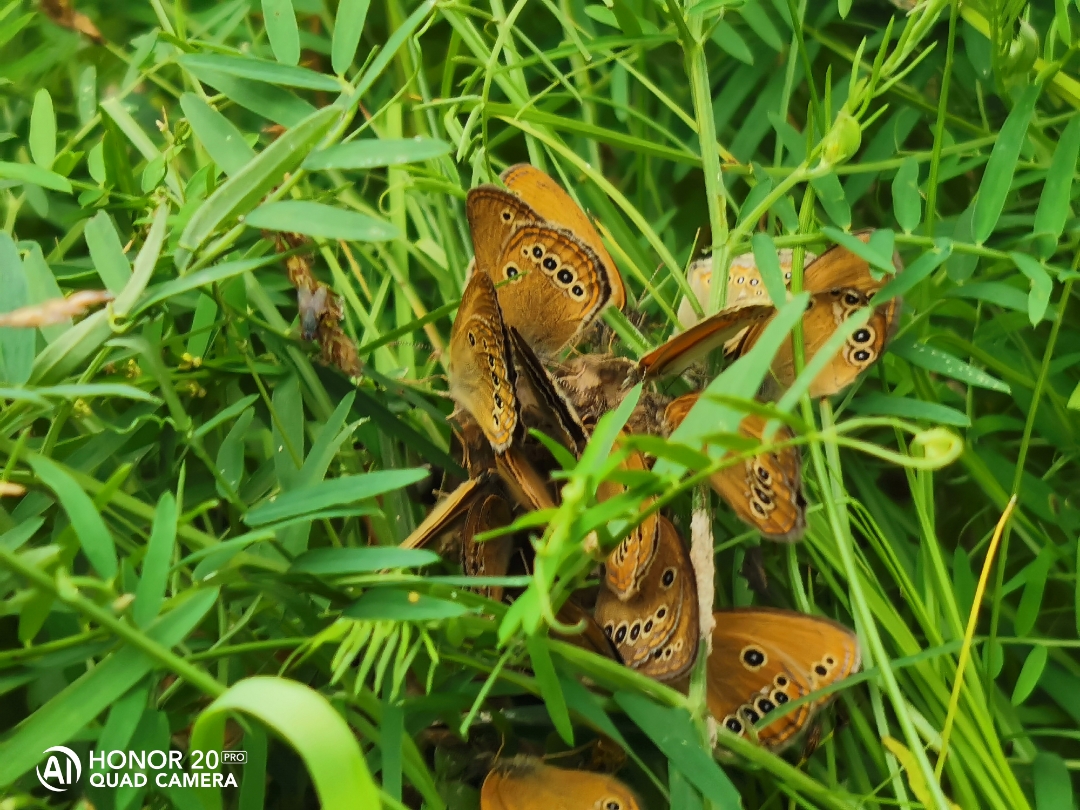 хонор бабочка. золотистая бабочка. хонор бабочка. золотые бабочки на черном фоне. красивые темы на телефон.