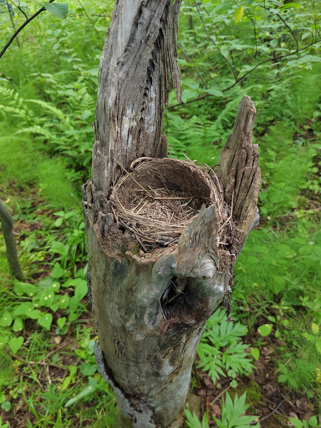 pimg-srchttpsiforum-ruchihonorcomrudataimages1000020227975517107-4634