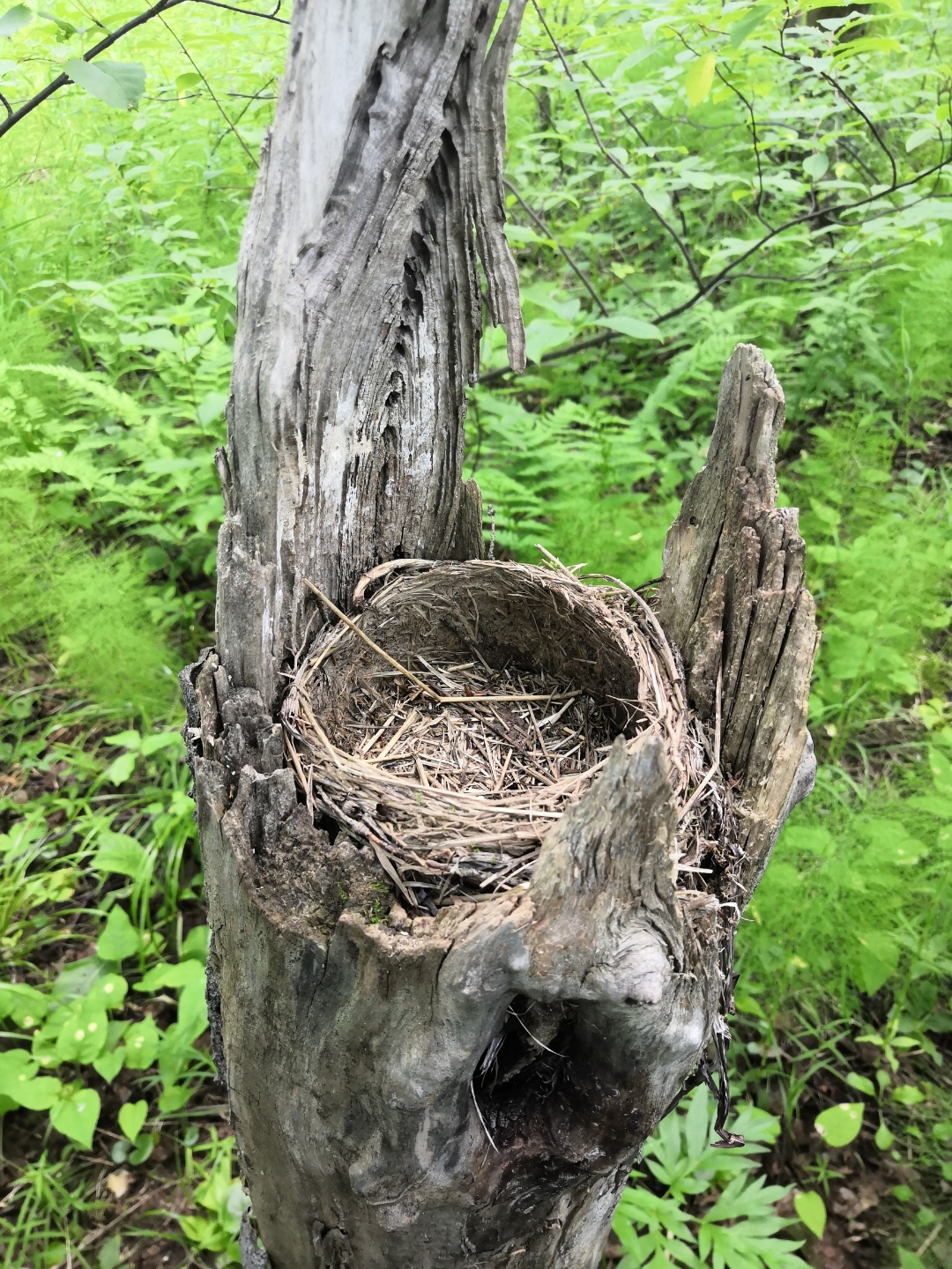 pimg-srchttpsiforum-ruchihonorcomrudataimages1000020227975517107-4634