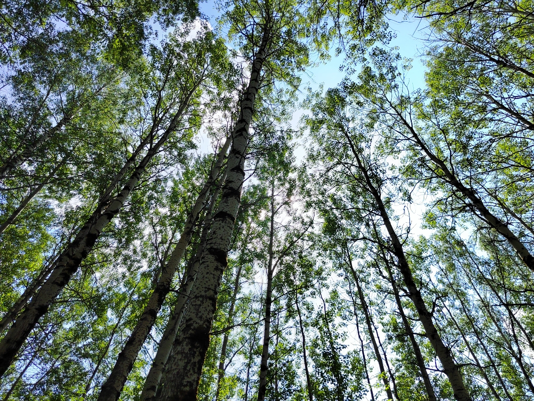 pimg-srchttpsiforum-ruchihonorcomrudataimages1000020227975517107-4634