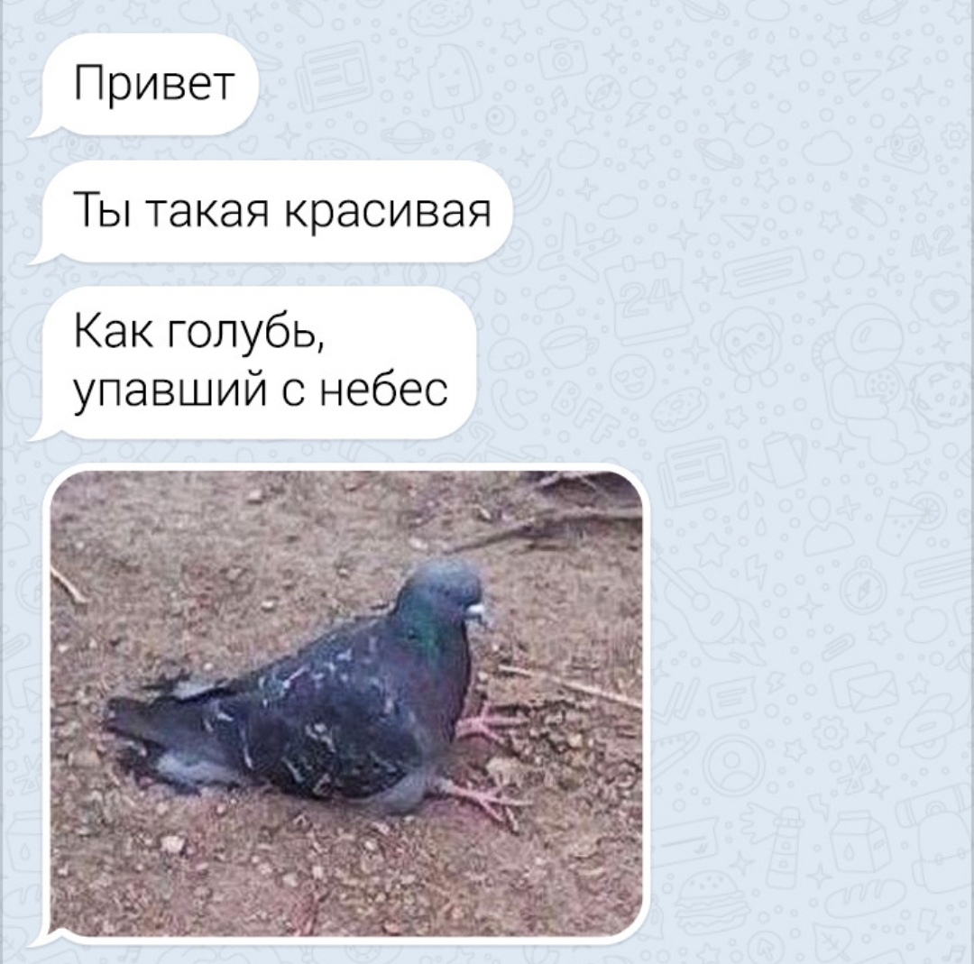 Голубь упавший с небес